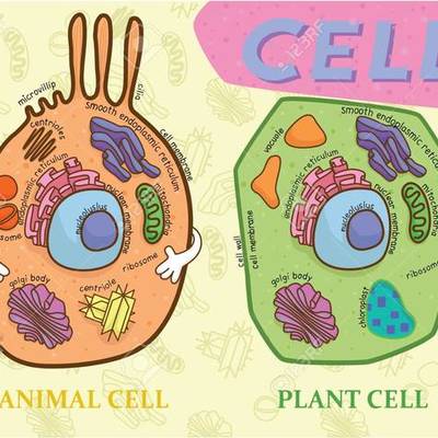 Timeline: ﾟ*｡(･∀･)ﾟ*｡ Historia de la célula  ﾟ*｡(･∀･)ﾟ*｡