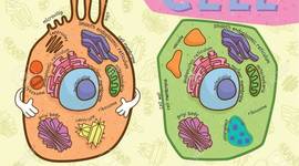 Timeline: ﾟ*｡(･∀･)ﾟ*｡ Historia de la célula  ﾟ*｡(･∀･)ﾟ*｡