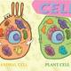 88356054 education chart of biology for animal cell and plant cell diagram