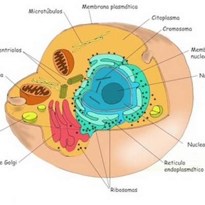 Timeline: Organelos Celulares