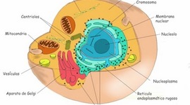 Timeline: Organelos Celulares