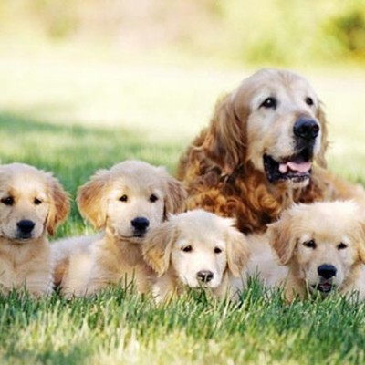 Timeline: The history of domestics animals 家畜和家禽的歷史