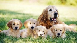 Timeline: The history of domestics animals 家畜和家禽的歷史