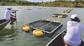 Timeline: ASSOCIAÇÃO DE PISCICULTORES DO SALGADO