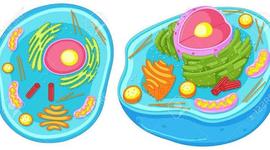 Timeline: La célula a través del tiempo