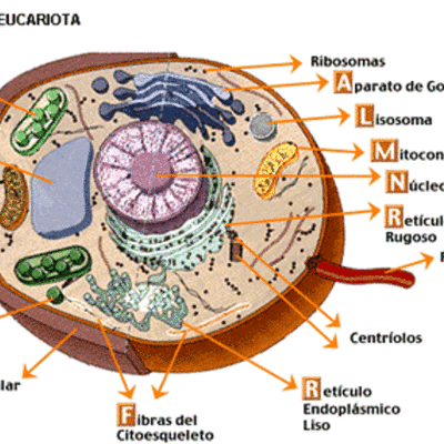 Timeline: Organización celular