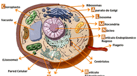 Timeline: Organización celular
