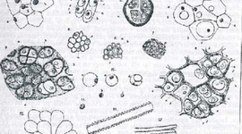 Timeline: Teoría Celular