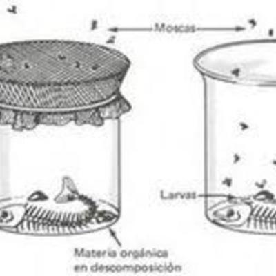 Timeline: La Generación Espontánea y La Biogénesis