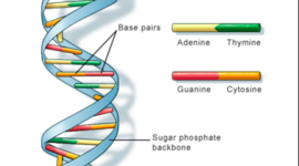 Timeline: The Discovery of DNA- Osidach, Sarah/ Kamper, Ashley