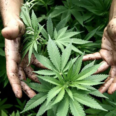 Timeline: INCIDENCIA DEL NARCOTRAFICO