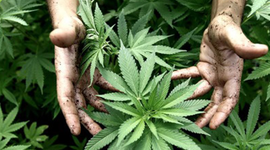 Timeline: INCIDENCIA DEL NARCOTRAFICO