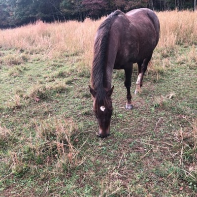 Timeline: Charlie Hatler