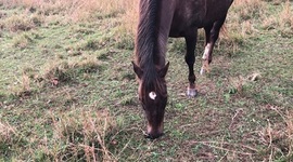 Timeline: Charlie Hatler