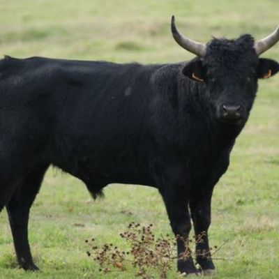 Timeline: Origine animale des médicaments