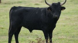 Timeline: Origine animale des médicaments