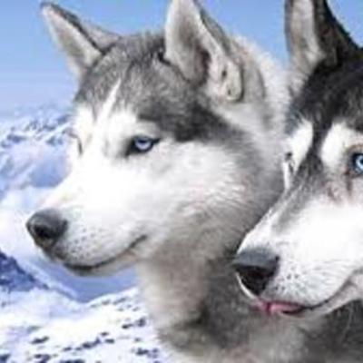 Timeline: los animales