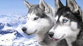 Timeline: los animales