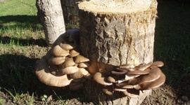 Timeline: HISTORIA DE HONGOS SAPRÓFITOS