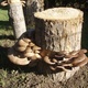 Pleurotus