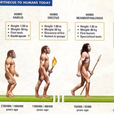 Timeline: Human Evolution