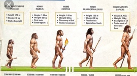 Timeline: Human Evolution