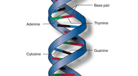 Timeline: DNA Discovery