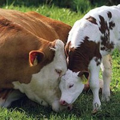 Timeline: Historia de la Etología