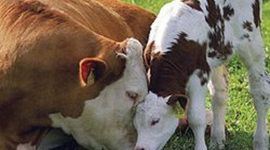 Timeline: Historia de la Etología