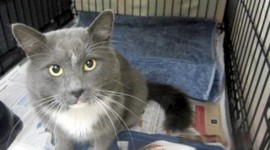 Timeline: WA Cat Act Implementation & Results