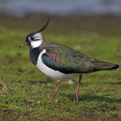 Timeline: Naturbrukshistorie