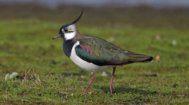 Timeline: Naturbrukshistorie