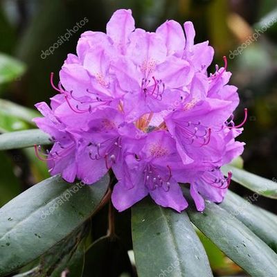 Timeline: Acodo aéreo de rododendro