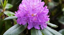 Timeline: Acodo aéreo de rododendro