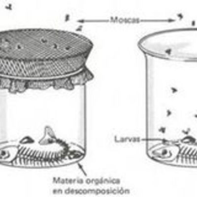 Timeline: Cronograma sobre la generación espontánea y la biogénesis