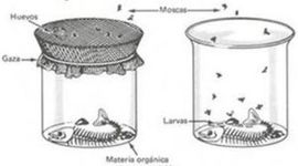 Timeline: Cronograma sobre la generación espontánea y la biogénesis