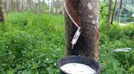 Timeline: explotación cauchera