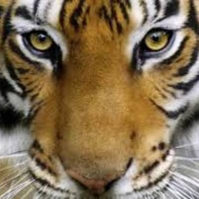 Timeline: Línea de la vida