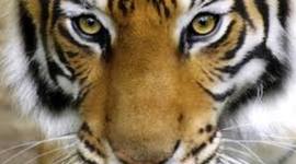 Timeline: Línea de la vida