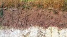 Timeline: Historia de la Edafología