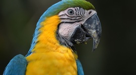 Timeline: cutura nazca