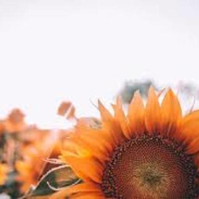 Timeline: Determinantes de la saud