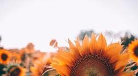 Timeline: Determinantes de la saud