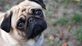 Timeline: pug
