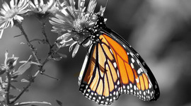 Timeline: Linea de la vida