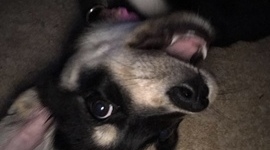 Timeline: 1600 - 1865 Timeline