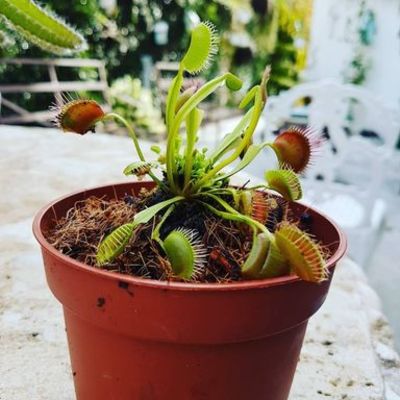 Timeline: Plantas carnivoras
