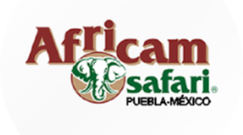 Timeline: AFRICAM SAFARI