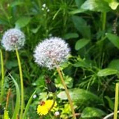 Timeline: timeline proyect