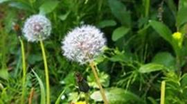 Timeline: timeline proyect